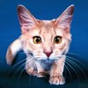 animalc046.jpg