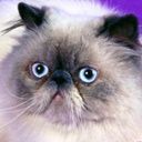 animalc047.jpg