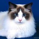 animalc049.jpg