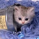 animalc051.jpg
