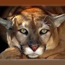 animalc052.jpg