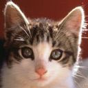 animalc056.jpg