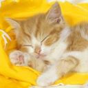 animalc058.jpg