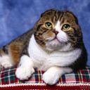 animalc059.jpg