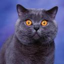 animalc062.jpg