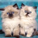 animalc063.jpg