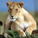 animalc064.jpg