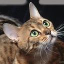animalc065.jpg