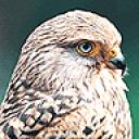 bird1.jpg