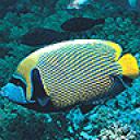 fish1.jpg