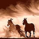 horses2.jpg