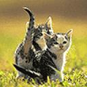 kitten3.jpg