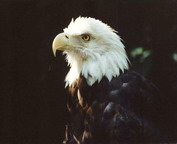misc_00103.jpg
