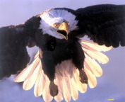 misc_00105.jpg