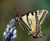 misc_00120.jpg