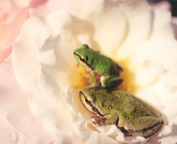 misc_00815.jpg