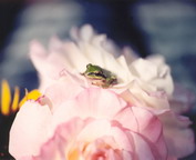 misc_00817.jpg