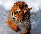 misc_01157.jpg