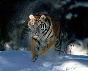 misc_01158.jpg