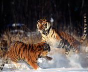 misc_01159.jpg