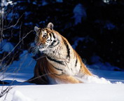 misc_01160.jpg