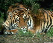 misc_01162.jpg