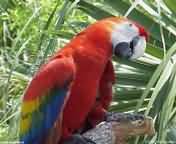 oiseaux_003.jpg