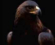 oiseaux_017.jpg