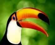 oiseaux_047.jpg