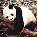 panda1.jpg