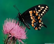 papillons_002.jpg