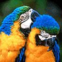 parrot1.jpg