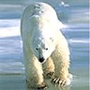 polar_bear1.jpg