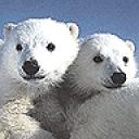 polar_bear3.jpg