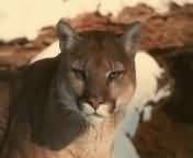 pumas_005.jpg