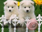 puppys.jpg