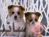 puppys2.jpg