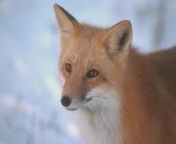 renards_009.jpg