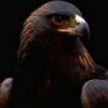 animal003.jpg