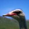 animal005.jpg