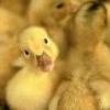 animal012.jpg