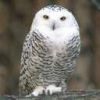 animal013.jpg