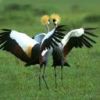 animal022.jpg