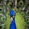 animal024.jpg