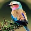 animal028.jpg