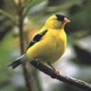 animal031.jpg