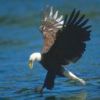 animal035.jpg