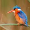 animal038.jpg