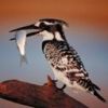 animal039.jpg