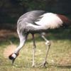 animal044.jpg